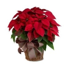 Poinsettias Basket & Pines (Standard)