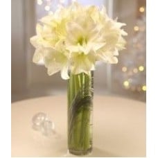 Winter White Elegance (Standard)