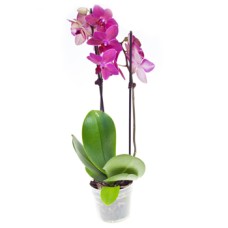 Coral Orchid