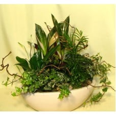 Elegant Plant With Planting