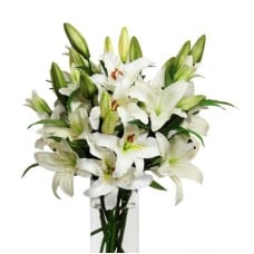 White King Lilies (Small)