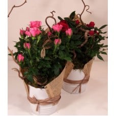 Mini Roses In A Pot Pottery, Vintage Décor