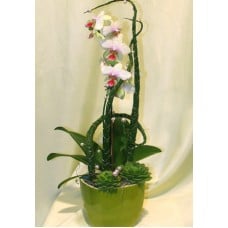 Phalenopsys orchidea kaspóban (Medium)