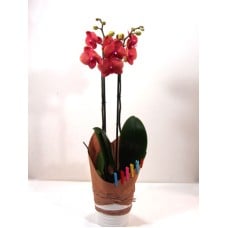 Blooming orchid decorated - Value and elegance