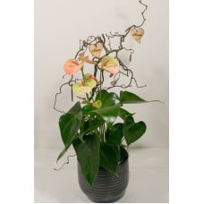 Special Modern Anthurium In A Pot