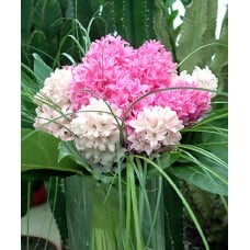 Bouquet of fragrant hyacinths (M)