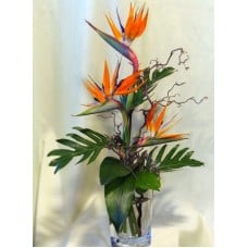tropical birds (Medium)