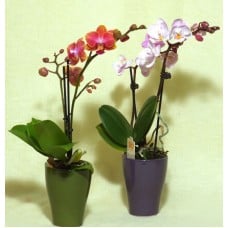 Orchids, mini orchids …