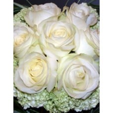 The World's most beautiful rose! (Medium)