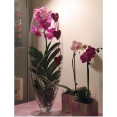 Her name is Vanda! - special orchid plant