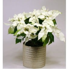 White poinsettia in a shiny pot