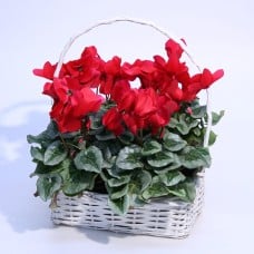 Cyclamen in a basket