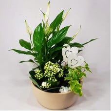 Oasis - collection in a ceramic bowl