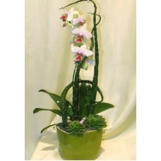 Phalaenopsis orchid in a casket (Medium)