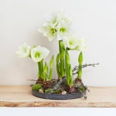Amaryllis decoration