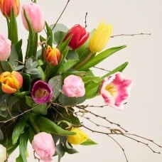 The colorful tulips (between)