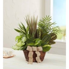 Classic Dish Garden (Small)