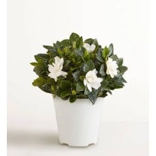 Blooming Gardenia Plant (Small)
