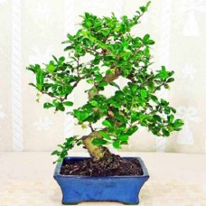 Fukien Tea Bonsai Singapore Delivery