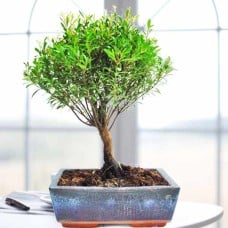 28Cm Height Pomegranate Bonsai Tree