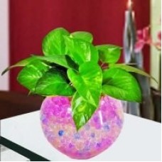 Money Plant with Crystal-Soil