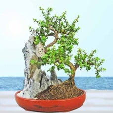 Jade Plant Bonsai - About 40Cm Height