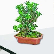 Pine Tree Bonsai About 25Cm Height