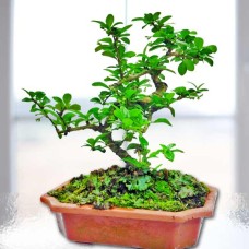 Fukien Tea Bonsai About 25Cm Height