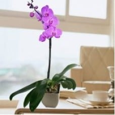 Live Phalaenopsis Purple Orchid In Flower pot