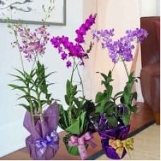 1 Pot of Orchid Live Plant
