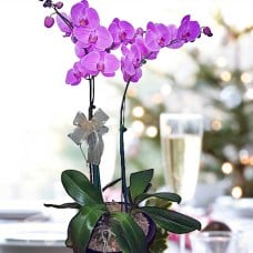 Purple Live Phalaenopsis Orchids Potted Plants  2 Stalks