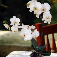 White Live Phalaenopsis Orchids  Center Yellow Potted Plants