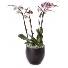 2 Phalaenopsis Plants (4 Stems In Total) In A Ceramic Pot !!