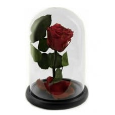 Forever Rose Love .