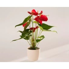 Medium Flamingo Flower in Coconut Eco Pot