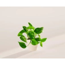 Medium Golden Pothos in Coconut Eco Pot