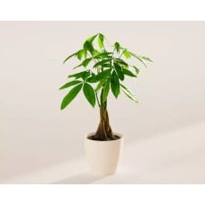 Medium Money Tree in Coconut Eco Pot