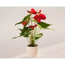 Small Flamingo Flower in Coconut Eco Pot
