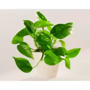 Small Golden Pothos in Coconut Eco Pot