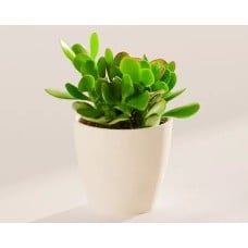 Small Jade Plant in Coconut Eco Pot