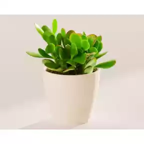 Small Jade Plant in Coconut Eco Pot