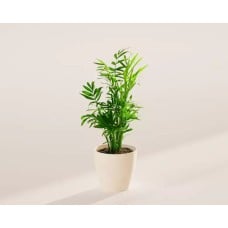 Small Neanthe Bella Parlor Palm in Coconut Eco Pot