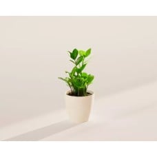 Small ZZ Plant in Coconut Eco Pot
