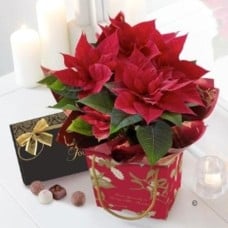 Red Poinsettia Plant With Gourmet Chocolates