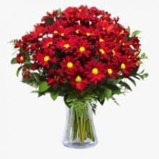 Red Chrysantimums