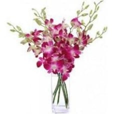 12 Stem Orchids