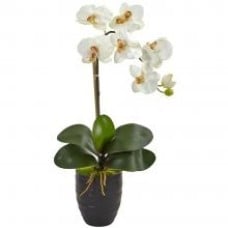 Phalaenopsis Orchid White Plant