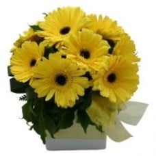 10 Yellow Gerberas In A Box