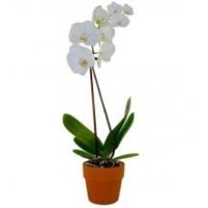 Double Stem White Orchid Plant