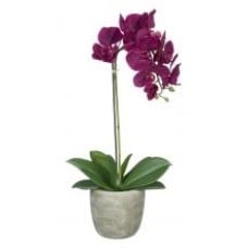 Single Stem Purple Orchid